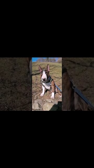 funny dog, funny video, dog video, cute puppy