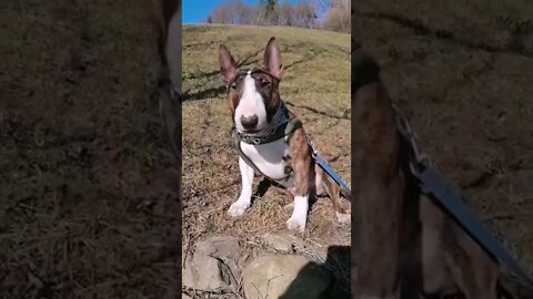 funny dog, funny video, dog video, cute puppy
