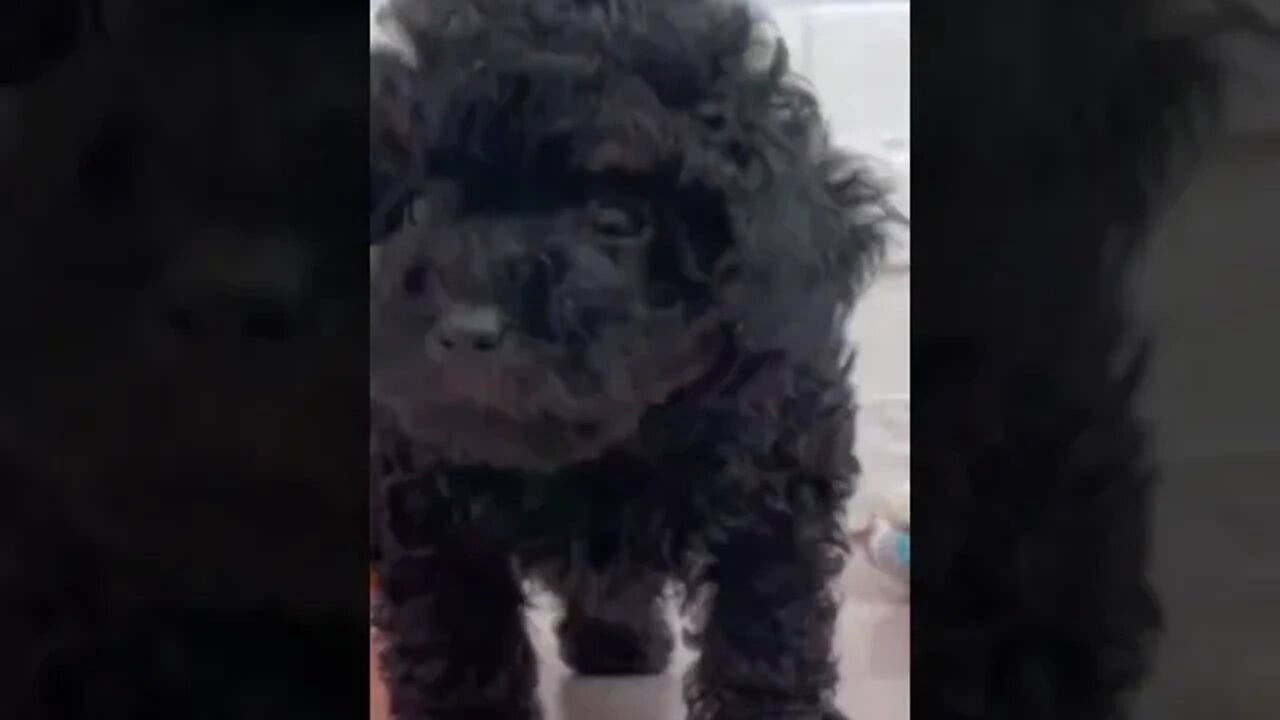 Funniest Cat and Dog Videos Compilation