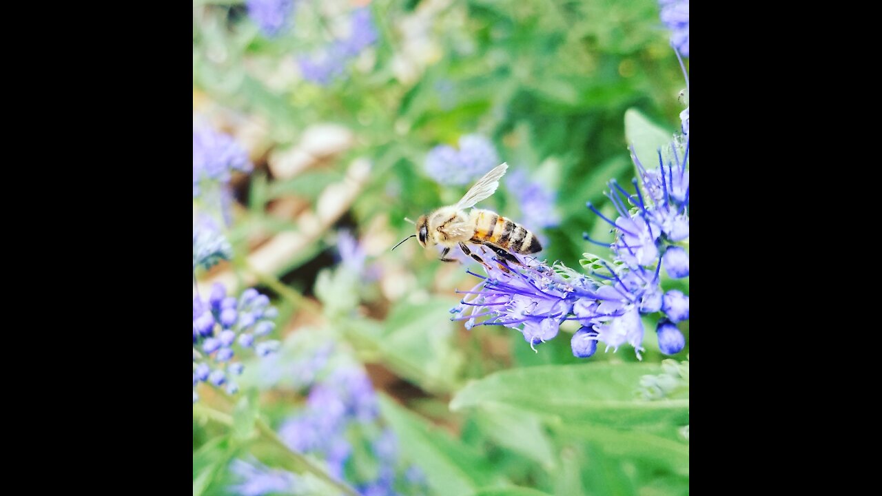 Bee plays with flowers