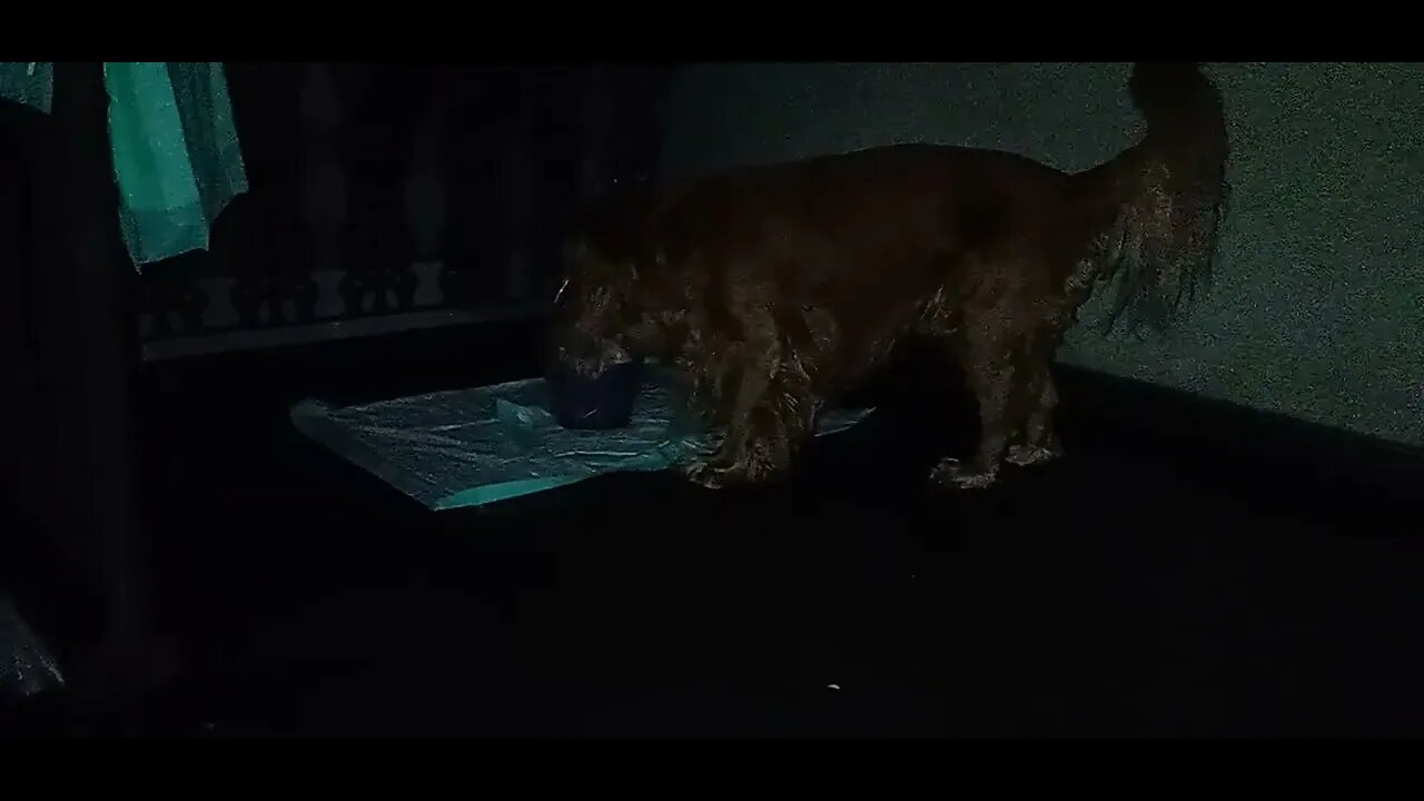 #dogshow , #animals , #dogs