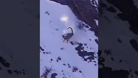 Not today, meal