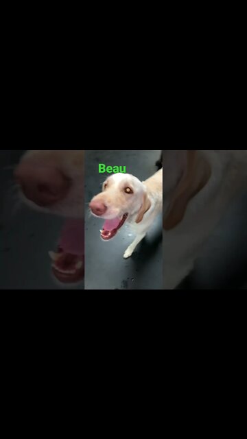 [Shorts 0139] BEAU [#dogs #doggos #doggies #puppies #dogdaycare]