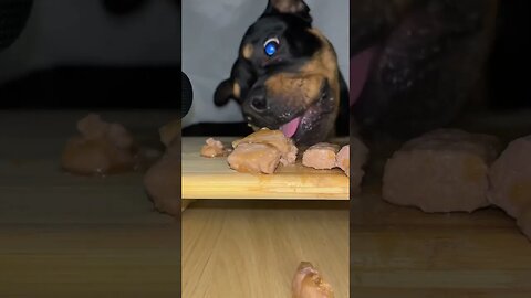 Rottweiler ASMR #shorts #short #viral #asmr #subscribe