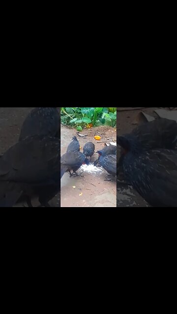 Jacuguaçu e seus filhotes, jacu com fome