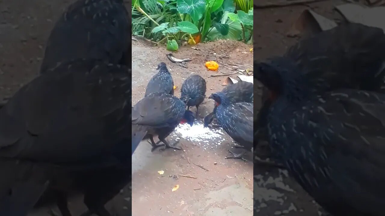 Jacuguaçu e seus filhotes, jacu com fome