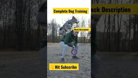 Dog Training Time | Complete Dog Training check description #dogtraining YouShorts #shorts Vidoe