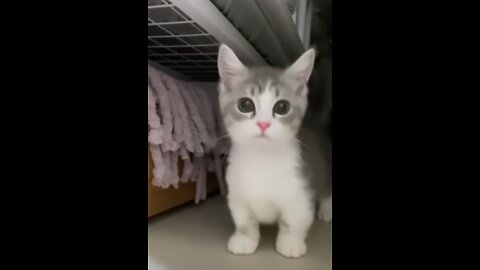 Cute Kitten Running