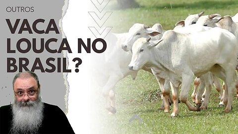CASO SUSPEITO de DOENÇA da VACA LOUCA no BRASIL pode ATRAPALHAR PRODUTORES mesmo sendo "ATÍPICO"