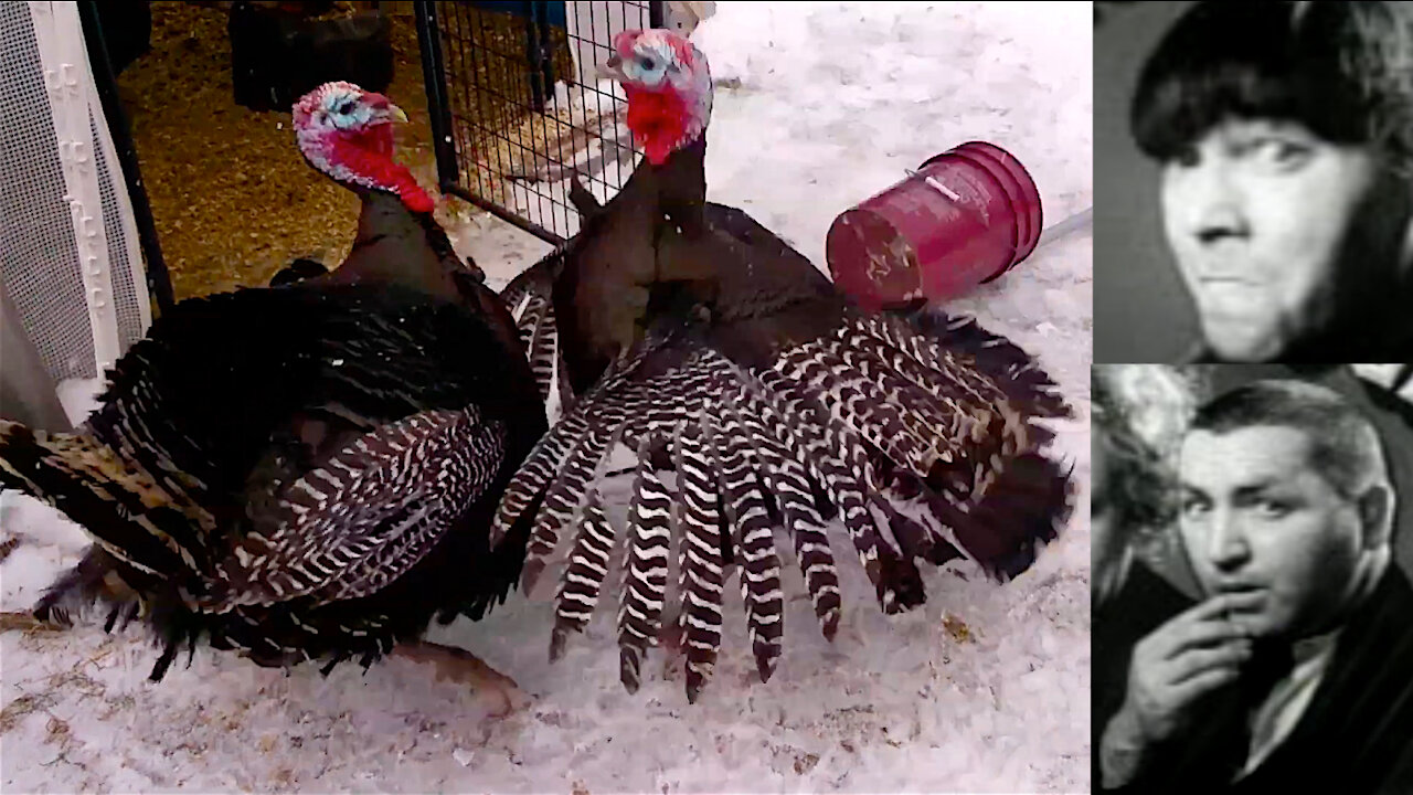 Turkeys fight like stooges