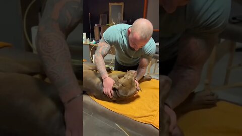 A dog chiropractor adjusting the dog's neck sounds like biting on an apple.