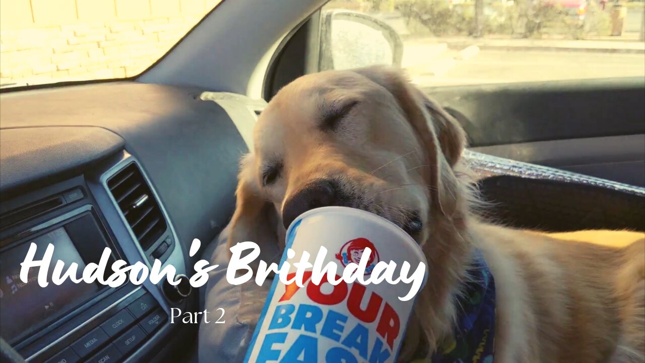 Getting Hudson the Golden Retriever a frosty for his second Birthday!!!!
