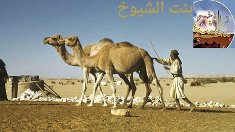 قصة وقصيدة ساجر الرفدي@Badia11