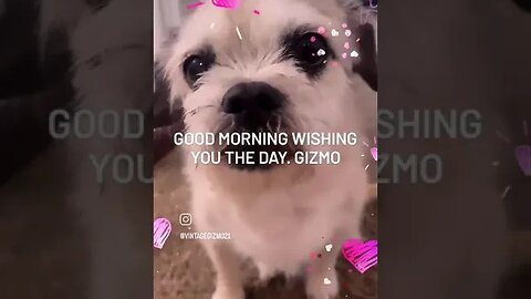 Good morning have a great day.. gizmo