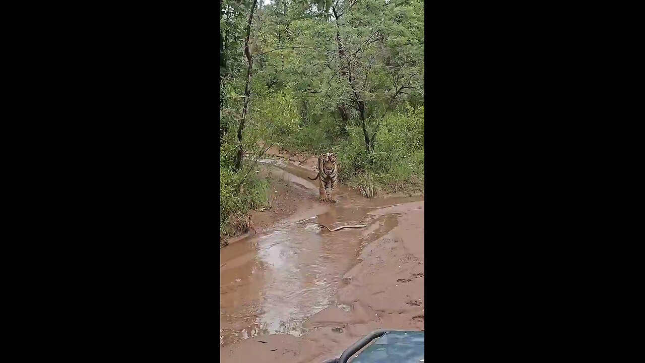 Tiger vs King Cobra #wildlife #shorts #ytshorts #travelfromhome #tadoba #wildlife #viral #trending