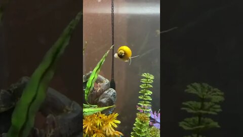 Snails like to climb as high as they can and parachute back down