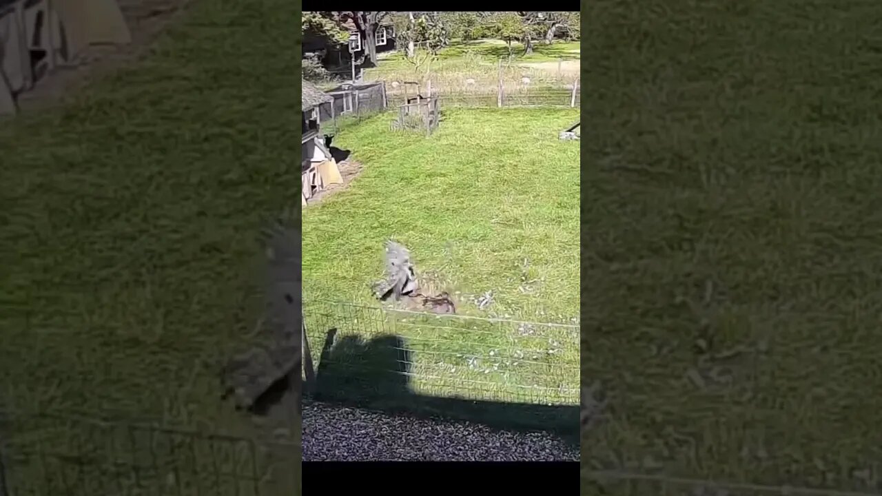#watch #amazinganimals #funny #funny #waterfall #animals #birds #apllication #makemoney #business