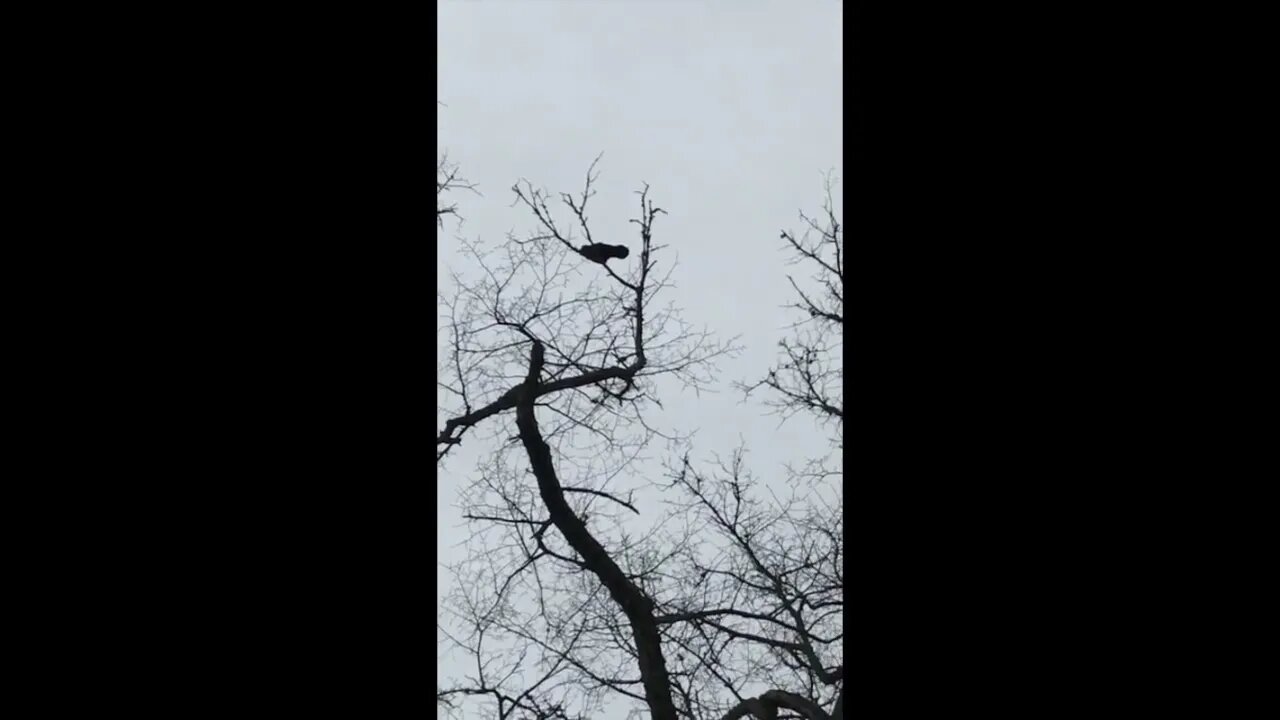 This Crow Sounds Like An Alien!