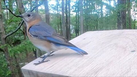 Adorable Bluebirds Playing in Slow Motion