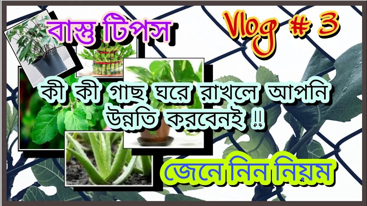 ll Vlog#3 / ঘরে কী কী গাছ লাগালে আপনার জীবনে অর্থনৈতিক উন্নতি আসবেই/বাস্তুশাস্ত্র/ Lifestyle Tips ll