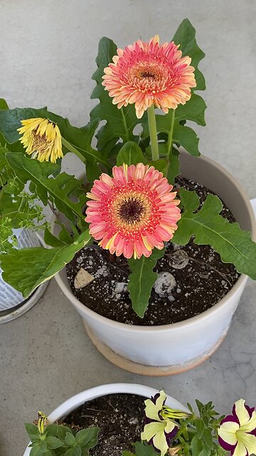 Beautiful Gerber Daisies