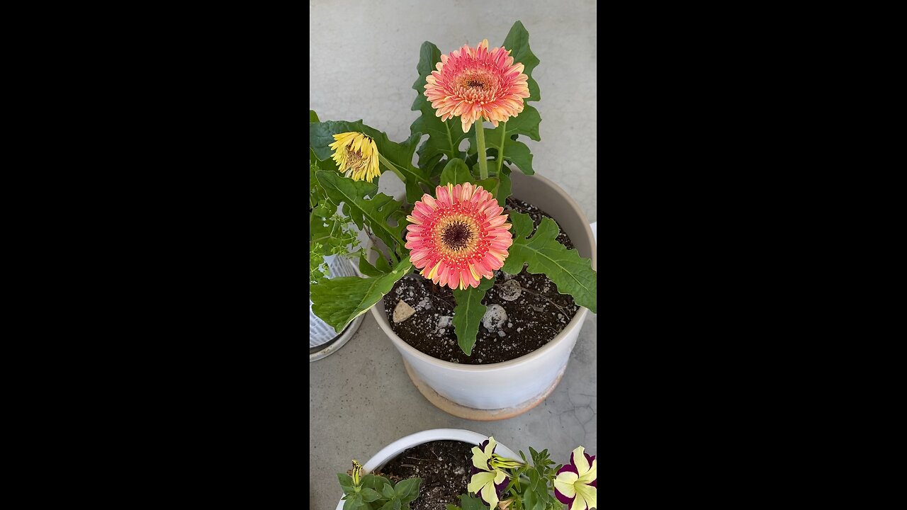 Beautiful Gerber Daisies