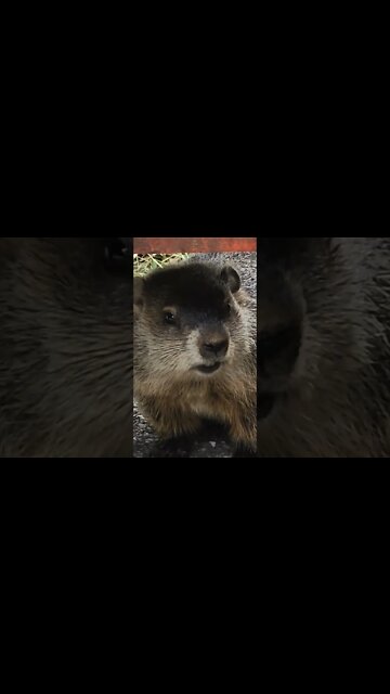 Gismo found a new Woodchuck friend