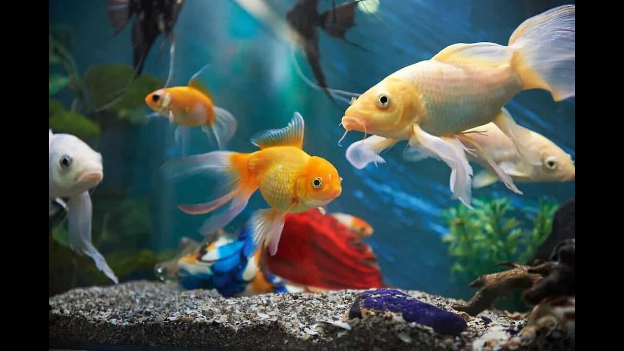 SMALLEST FISHES