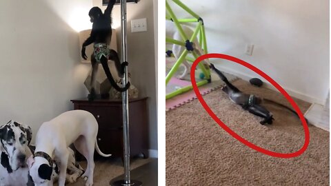 Mischievous money teasing dogs by pulling his tale