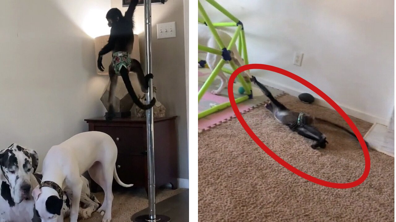 Mischievous money teasing dogs by pulling his tale
