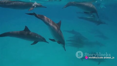 The Ocean's Symphony Melodic Songs of Whales and Dolphins