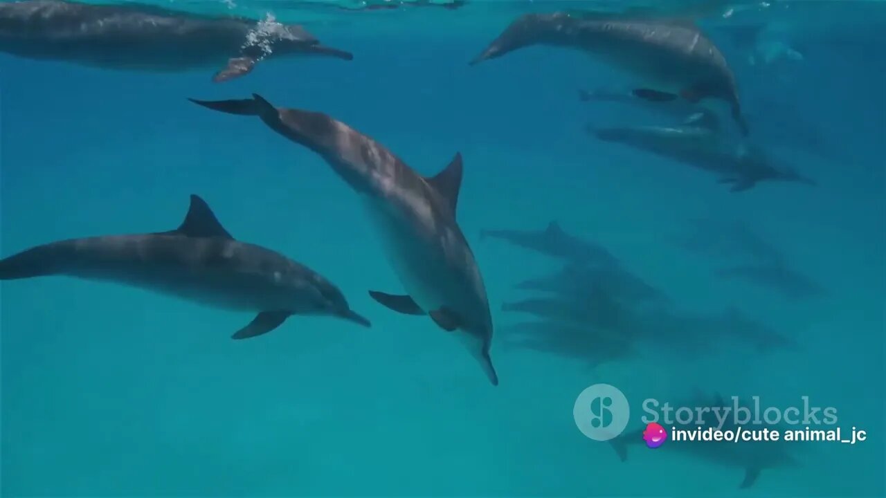 The Ocean's Symphony Melodic Songs of Whales and Dolphins