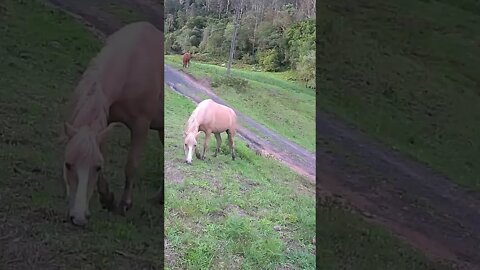 The secret lives of horses