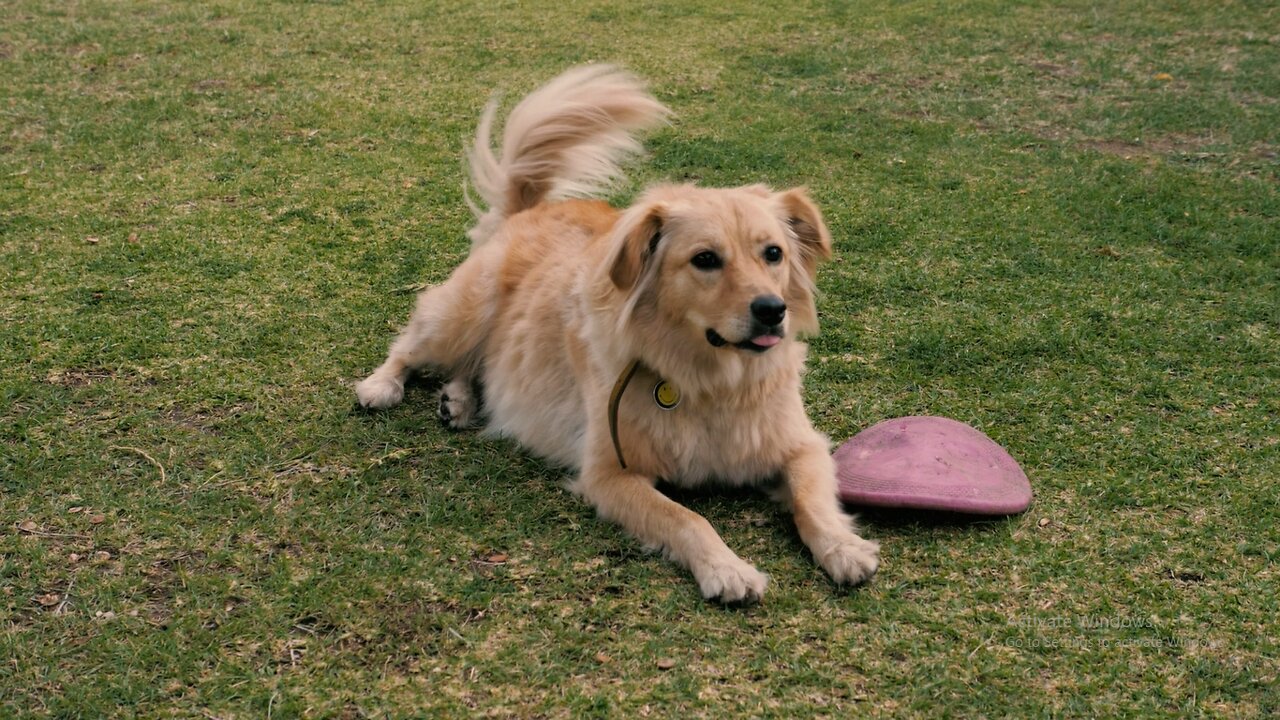 A dog resting on the grass next to a dog toy