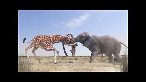 Elephant vs Giraffe Water Fight