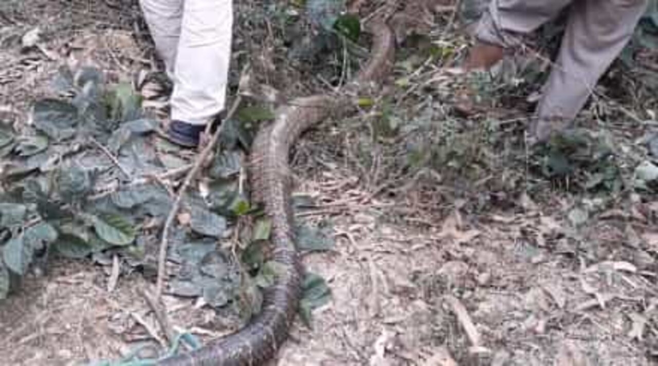 Monstruosa serpente é capturada no Vietname
