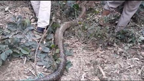 Monstruosa serpente é capturada no Vietname