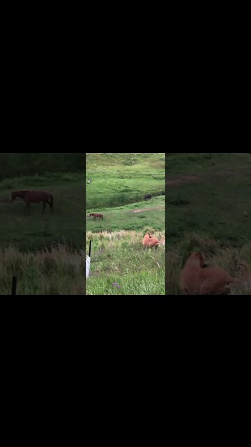 Slinky Dog wandering the hillside