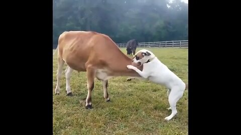 Cows have similar emotional range as Dogs