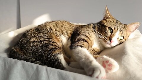 The Evening Sun Makes this Cat Very Lazy