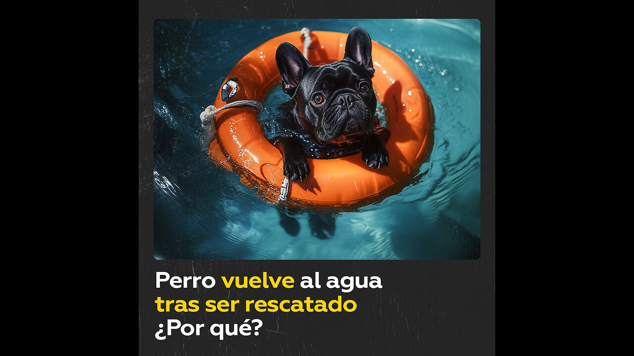 Perro vuelve a tirarse al agua después de que lo rescaten