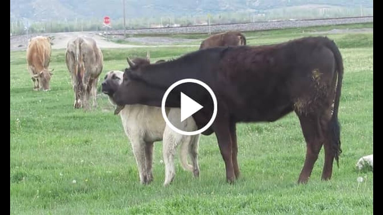 Kangal Shepherd Dog and Bull