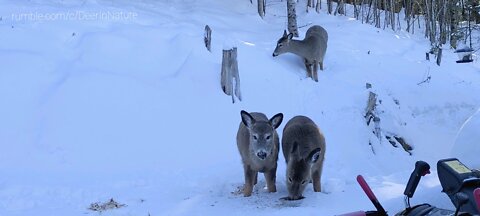 Mother deer stands guard