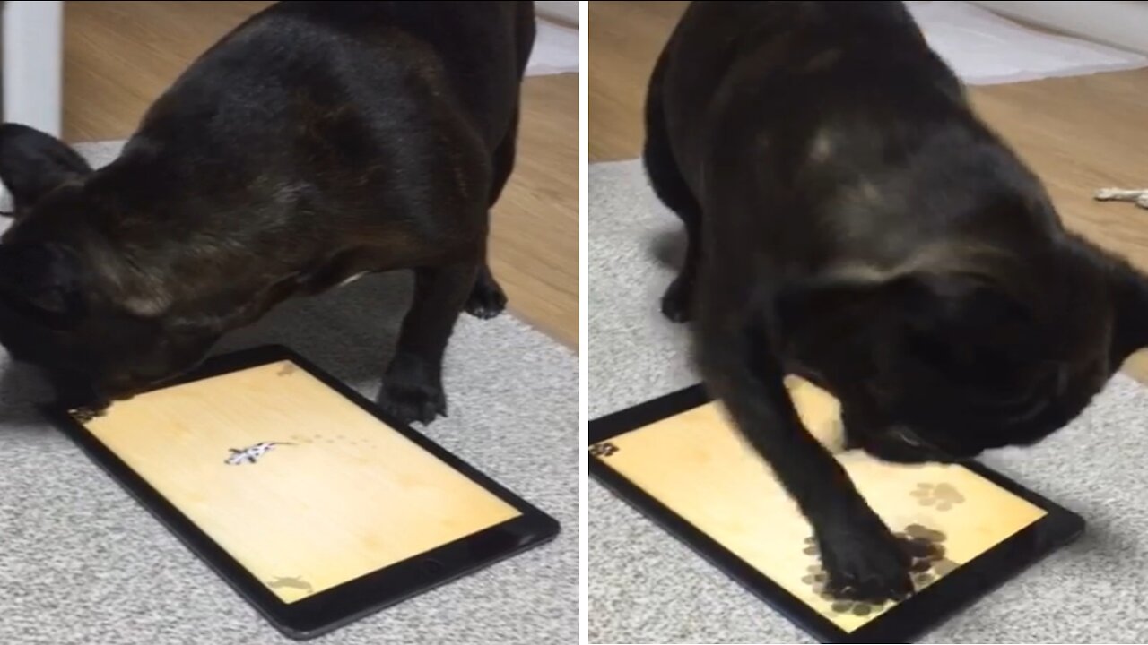 A dog playing a game of catching mice.