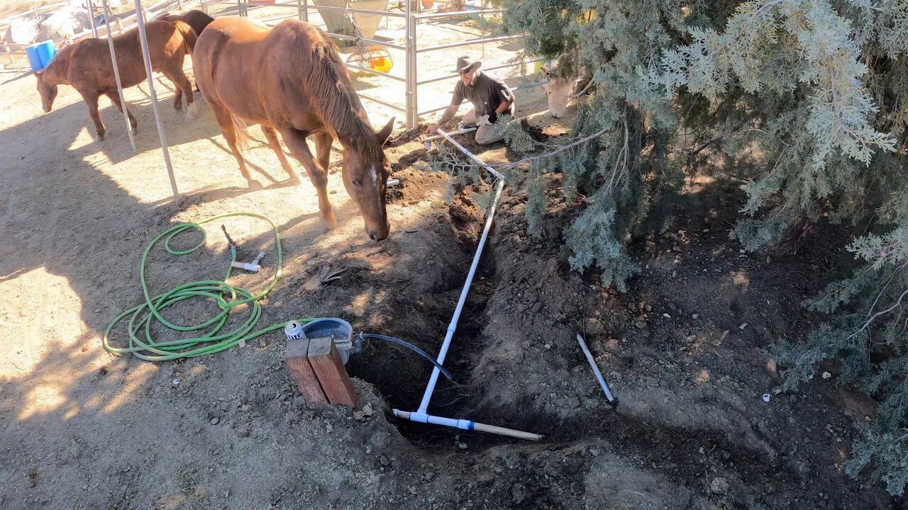 Automatic Waterer and Water Lines moved-The Guinea Fowls are free to roam-Beautiful Living Farmhouse