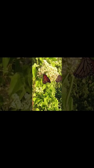 Giant Monarch Butterflies
