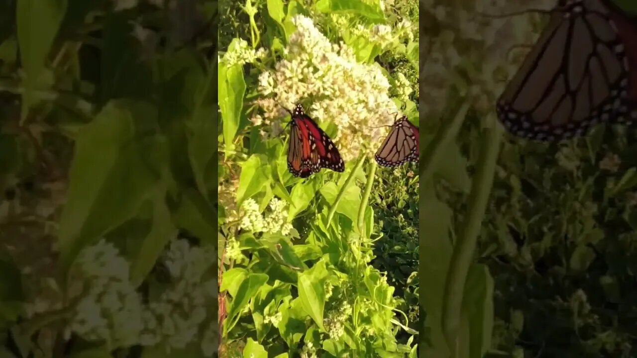 Giant Monarch Butterflies