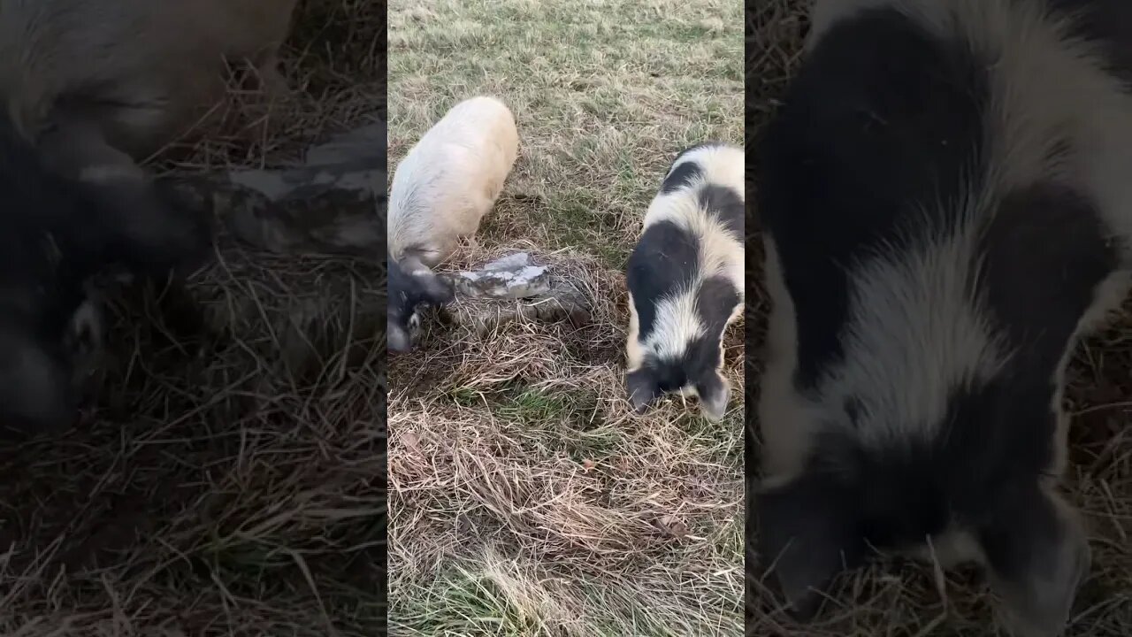 Using my KuneKune Hogs to help me get ready for spring! #shorts