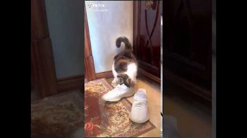 Lovely Cat, funny cats, funny cat videos 1208