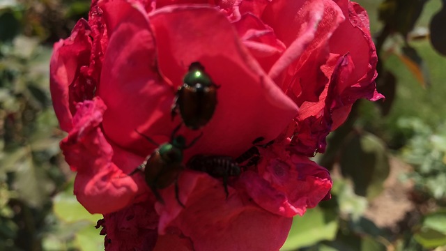 Japanese Beetles